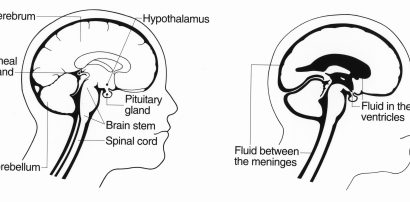 Illustration of the human brain, representing cognitive focus and alertness