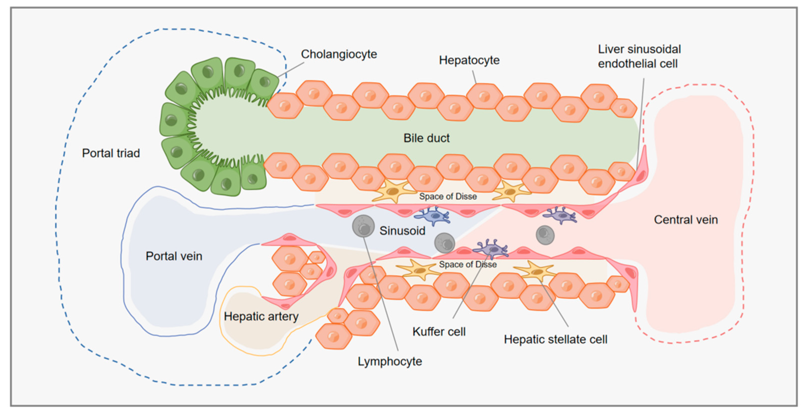 Is Fenbendazole Harmful to People? 2 Diagram of the human liver, an organ at risk in cases of drug-induced liver injury