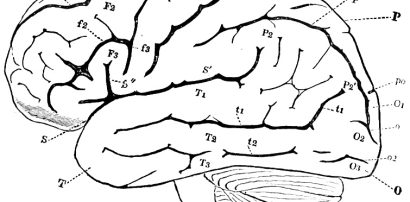 Diagram of the human brain representing the nervous system and Pregabalin for nerve pain