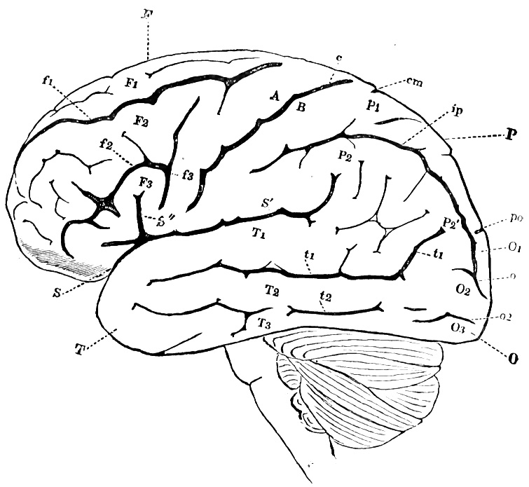 Diagram of the human brain representing the nervous system and Pregabalin for nerve pain